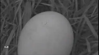 SWFL Eagles~Hatch Watch❤️Pip in Egg One-Latest View of Pip-Baby Eagle on the Way💕_12.17.25