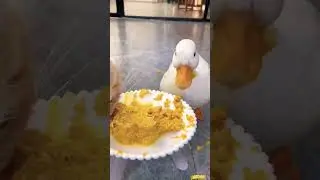 ham ăn quá #duck #pets #shorts #thucung #funnyvideo #petsanimals