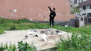 Bu Ahmet Yusuf Biraz Tembel Galiba. Ahmet Yusufun Tip Güvercin Bölüğü