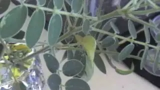 Cloudless Sulphur Caterpillar