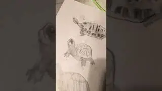 all of my reptile and amphibian drawings