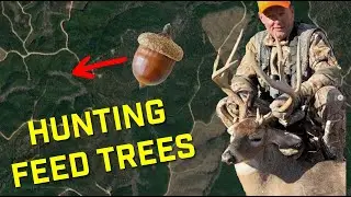 Hunting FEED TREES for MATURE BUCKS - Targeting Oak Trees for Deer Hunting In the South - Ep 486