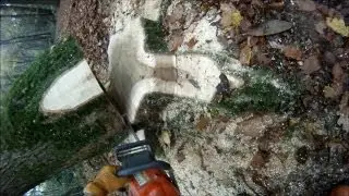 Felling a Hung Up Oak Tree - NPTC CS32 Chainsaw Course