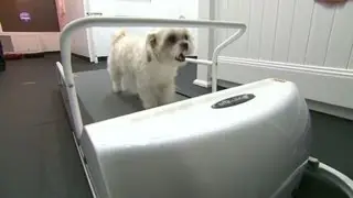 $200-a-night luxury hotel room for pets