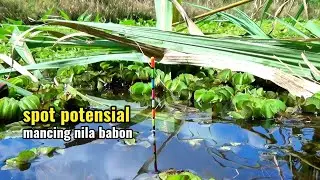 Spot potensial mancing nila babon idaman semua pemancing liar 
