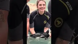 Is is Paco the penguin inviting you to come swim with him. #penguins