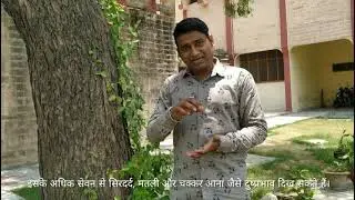 गुड़मार एक औषधि Gudmaar plant
