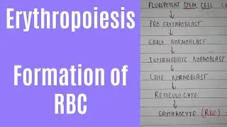 Erythropoiesis process and erythropoiesis location | formation of RBC