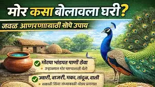 मोर कसा बोलावला घरी बघा 😳😳🌄 /peacock come in home @Singleperso #villagelife 