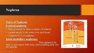 Urinary System, Nephron, Formation of Urine Pharmacy technician 1st year physiology