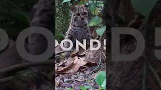 #ocelot #hunting #rat #rainforest #attacking #animalsattack #discoveryanimals #discovery #margay