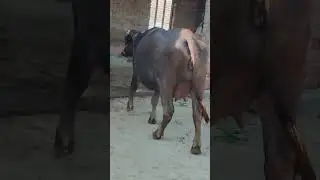 First calving #viral #animals #veterinary #youtubeshort #buffalo #cow #dr #field #animalshorts #vet