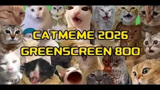 Мемы про кошек на зеленом фоне | Клуб кошек с зелёным экраном 2026