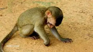 Poor baby monkey Lola