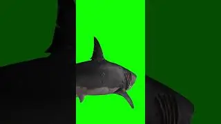 Sharks green background screen effects for free #greenscreen #greeneffect #screeneffect #chroma