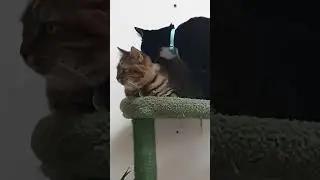#cat sisters