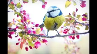 Beautiful music with birds singing. Pleasant to the ear.