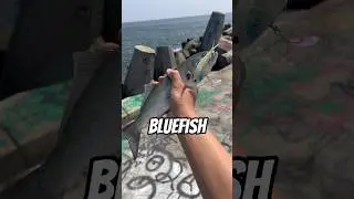Лучшие приманки для ловли луфаря?