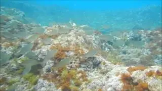 Test of Fishmagnet-2. Italy. The device is effective.