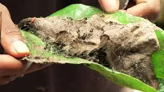 New Guinea Binatang Research Center: research and conservation action