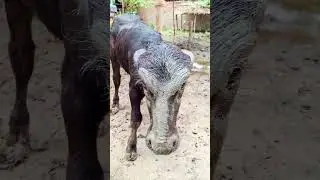 कैसा दिखता रे मै # #kukhyat_sahani #viralvideos Buffalo lovers