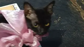 #cat😺 #vlog #viralvideos #sofunny #veryfunny😂 #myvoice #vlog #youtube  #mycat #viral #subscribeplz