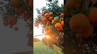 oranges 😍🍊 #orange #orangefarm