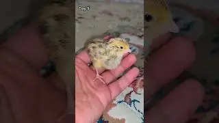 Baby Quail Growth Stages