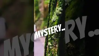 Mysterious Forest..! #japan #bbq #asobi #camp #camphack #like #soto #campstyle #love #sotoasobi