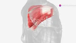 Understanding the Axillary nerve! Anatomy and function #medicalstudent