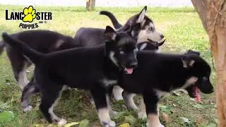 German Shepherd/Husky Puppies