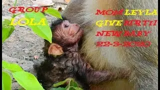 BOOM CONGRATS Group Lola Mom Leyla Give Birth New baby Monkey This Morning 22-3-2020