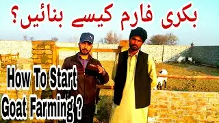 How to start goat farming in Pakistan|Goat farming tips|Bakra farming|Goat farm|Goat business idea