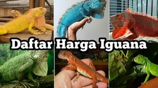 Daftar Harga Iguana
