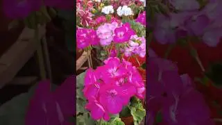 Geranium Flower 🌺 🌿 |  Flower Garden 😊 #shortsvideo #ytshort #geranium #flowers