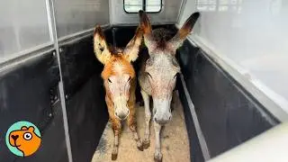 Two Donkeys Step Off The Trailer Into a Life They Never Had | Cuddle Buddies