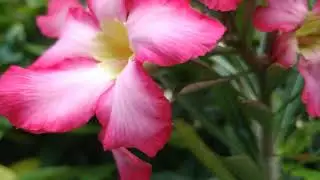 Adenium Obesum plant and it's full care tips#luciana home garden Goa