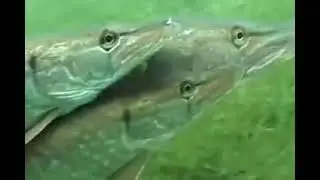 Pike breeding