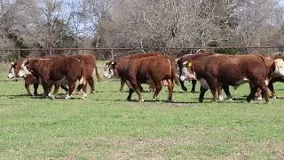 Spring 2020 Private Treaty Horn Bulls