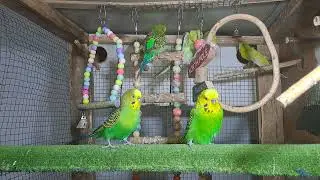 Daily Life with Parrots