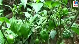 ഉൽപാദനം കുറഞ്ഞതോടെ മാലി മുളകിന്&zwj;റെ വില ഉയരുന്നു | Mali mulaku price hike