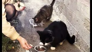 Feeding community cats