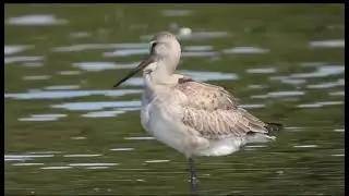 Barge hudsonienne - Limosa haemastica - Hudsonian Godwit