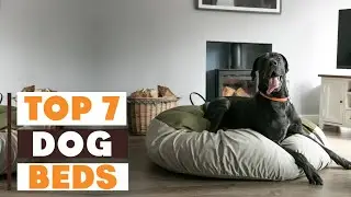 Top 7 Upgrade Your Dog&rsquo;s Sleep: Best Dog Beds on Amazon Right Now