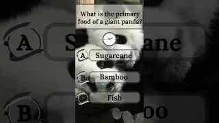 Primary food of a giant panda | General knowledge | Sugarcane Fish Bamboo | Quiz Shorts | MCQ #quiz