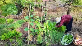 Traditional rural food | Harvesting organic vegetables for village cooking