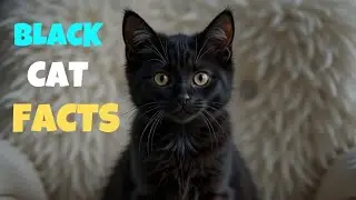 11 Surprising Facts About Black Cats You Never Knew (Shocking Myths vs. Reality)
