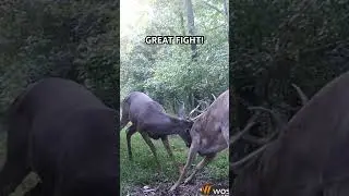 PA BUCK FIGHT!! #whitetailbucks #deer #pennsylvania #hunting #subscribe #fighting #archery