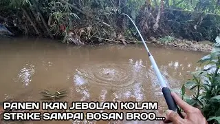 PANEN.! Mancing ikan Jebolan dari Kolam  Strike Terus Sampai Bosan #LM07