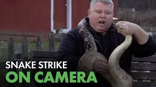 Is A Colombian Red Tail Boa Snake Safe? | Predator Pets